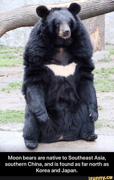 Moon bears are native to Southeast Asia, southern China, and is found as far north as Korea and Japan. - Moon bears are native to Southeast Asia, southern China, and is found as far north as Korea and Japan. – popular memes on the site iFunny.co #kanyewest #celebrities #moon #bear #fact #facts #animal #animals #bears #native #southeast #asia #southern #china #found #far #north #korea #japan #meme Asian Black Bear, Asiatic Black Bear, Photo Ours, Spectacled Bear, Bear Species, Comedy Wildlife Photography, American Black Bear, Moon Bear, Sloth Bear