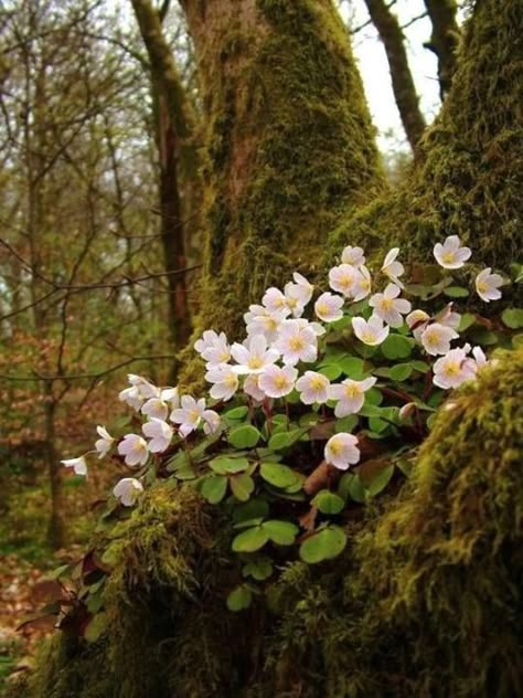 Oxalis Acetosella, Flowers Growing, Inspiration Tattoos, Have Inspiration, The Secret Garden, Woodland Garden, Forest Flowers, Tree Stump, Alam Yang Indah