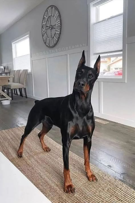 European Doberman, Doberman Pinscher Puppy, Black Doberman, Scary Dogs, Doberman Puppy, Doberman Pinscher Dog, Pinscher Dog, Doberman Dogs, Dream Dog