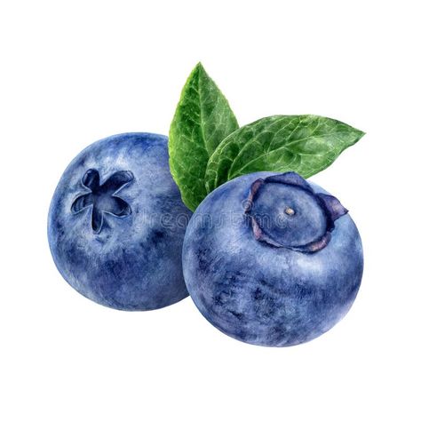 Blueberry Images, Blueberry Watercolor, Fruit Art Drawings, Watercolor Beginner, Watercolor Fruit, Canvas Painting Designs, Watercolor Sketchbook, Fruit Painting, Hand Drawn Illustration