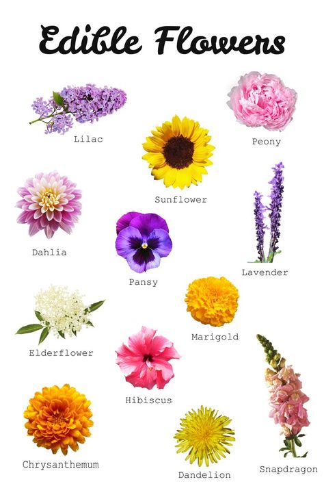 Unique Flower Names, Eatable Flowers, Healing Flowers, Edible Flowers Recipes, Flower Guide, Flower Meanings, Flower Names, Flower Food, Language Of Flowers