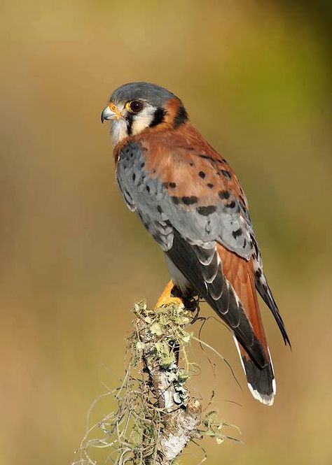 American Kestrel, Bird Carving, Kestrel, Bird Watcher, Bird Pictures, Pretty Birds, Bird Photo, Jack Rogers, Colorful Birds