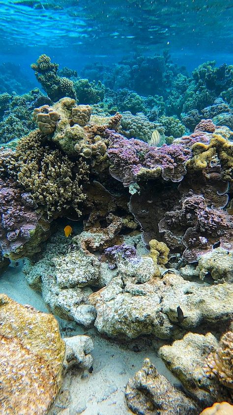 Islands of Tahiti coral reef Nature, Coral Reef Aesthetic, Teahupoo Tahiti, Coral Reef Photography, Air Tahiti, Tahiti French Polynesia, Ocean Projects, Adventurous Things To Do, Underwater Painting