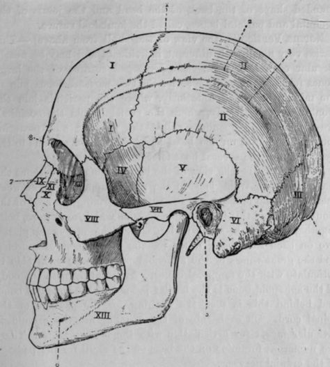 Fig. 38.   The Lateral Region of the Skull (Norma Lateralis). Skull Printmaking, Kb Tattoo, Skull Diagram, Human Skull Anatomy, Anatomical Drawings, Human Skeleton Anatomy, Science Diagrams, Anatomy Tattoo, Medical Drawings