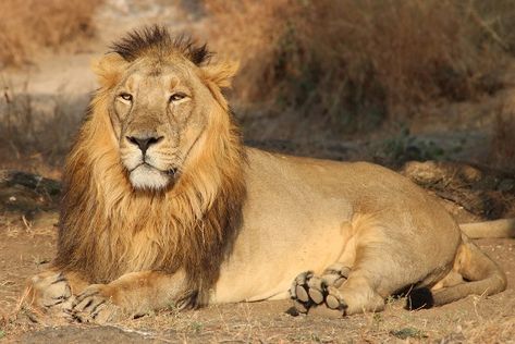 Asiatic Lion in India Rare Species Of Animals, Lion Photos, Asiatic Lion, Lions Photos, African Lion, Lion Art, African Wildlife, Animal Sketches, Endangered Species