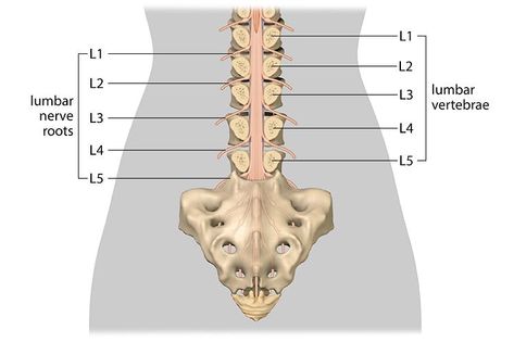 Lumbar Spinal Cord Injury: Understanding L1, L2, L3, L4, L5 SCI Spinal Nerve, Muscle Atrophy, Spinal Cord, Body Healing, Nerve Pain, Nerve, Body Health, Back Pain, Medical