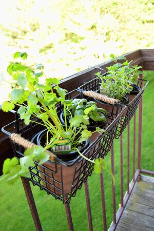 DIY patio or balcony railing herb garden, part of my apartment patio makeover. Apartment Herb Gardens, Balcony Railing Planters, Balcony Herb Gardens, Patio Herb Garden, Apartment Balcony Garden, Diy Balcony, Balcony Planters, Hanging Herbs, Railing Planters