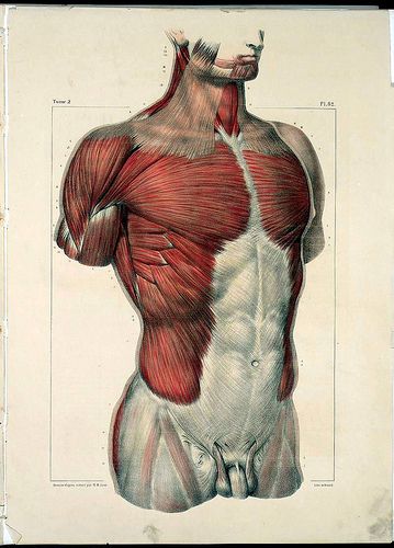 Anatomy Illustrations 1800s | Torben Friedrich | Flickr Anatomy Images, Man Anatomy, Výtvarné Reference, Human Body Anatomy, Drawing Body Poses, Human Anatomy Drawing, Human Anatomy Art, Anatomy Sketches, Anatomy Poses