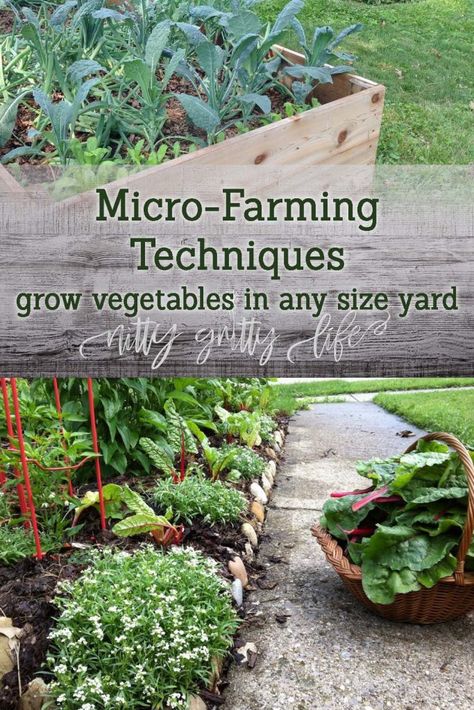 Micro Farming Techniques Permaculture, Micro Farming, Taman Diy, Permaculture Garden, Micro Garden, Micro Farm, Funny Vine, Homesteading Ideas, Jardim Diy