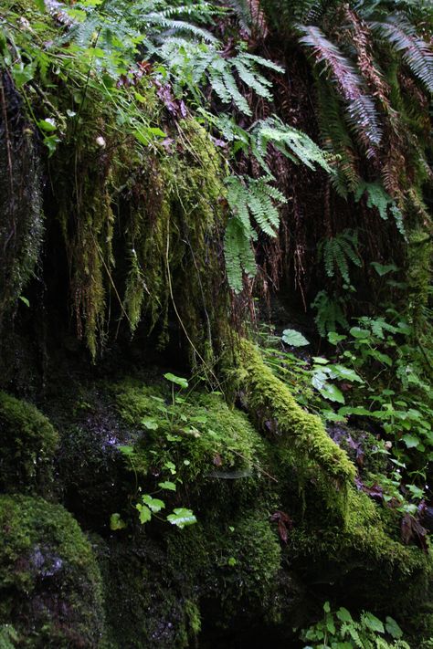 Moss Astetic, Carpathian Forest, Fern Forest, Maidenhair Fern, Columbia Gorge, Coral Bells, Moss Garden, Fantasy Forest, Forest Painting