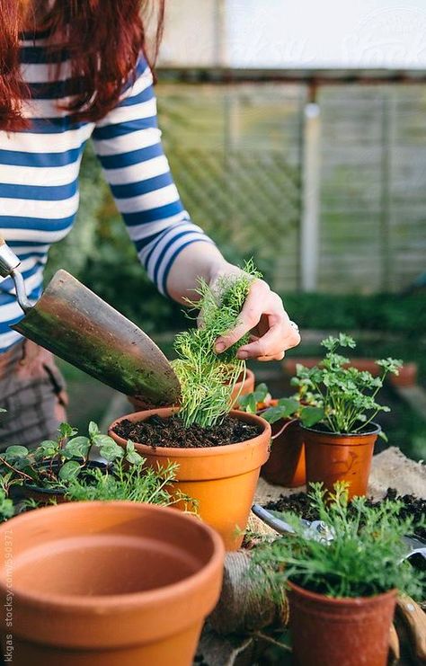 Spring Herbs, Easy Patio, Gardening Photography, Mother Earth Living, Indoor Herb Garden, Plant Photography, Herbs Indoors, Garden Photography, Potting Shed