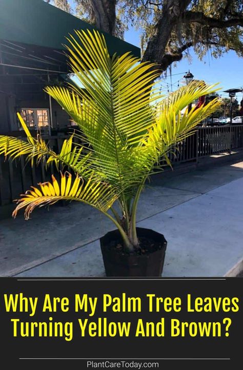 Pigmy Palm Trees Landscaping Ideas, Palm Tree Landscape Ideas, Majestic Palms In Pots, How To Transplant Palm Trees, Propagating Ponytail Palm, Mexican Palm Tree, Types Of Palm Trees Outdoor, Queen Palm Tree, Monstera Leaves Turning Yellow