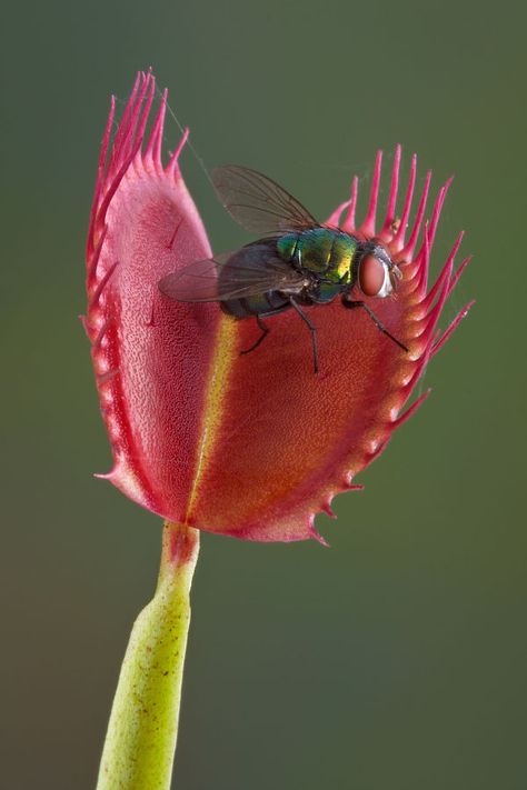 How To Grow A Venus Fly Trap Plant Indoors - The Carnivore Plant! Insect Eating Plants, Venus Flytrap, Fly Trap, Little Shop Of Horrors, Venus Fly Trap, Fly Traps, Unusual Plants, Carnivorous Plants, Large Plants