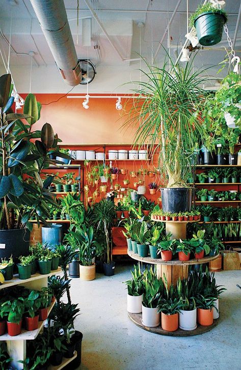 Plant Nursery Coffee Shop, Flower And Plant Shop, Plant Nursery Display Ideas, Plant Displays Retail, Plant Shop Display Ideas, Plant Market Display, Plant Shop Ideas Inspiration, Plant Shop Shelves, Small Plant Store Ideas