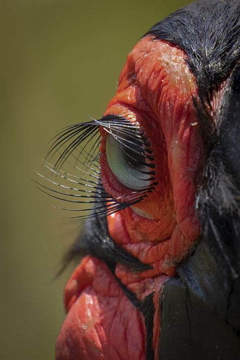 Ground Hornbill, Bird Portrait, Pretty Animals, Birdwatching, Weird Animals, Animal Planet, Birds Eye, Creature Design, Bird Watching