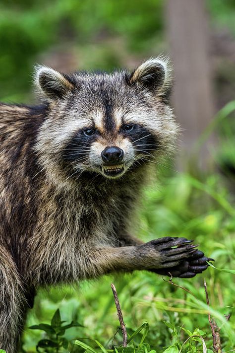 Raccoon Smiling, Raccoon Reference, Raccoon Photography, Raccoon Photos, Raccoon Teeth, Animal Close Up, Trash Pandas, Wild Animals Photos, Red Pandas