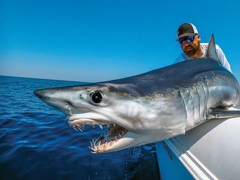 Shark Sign, Shark Photos, How To Fish, Rare Fish, Shark Pictures, Big Shark, Mako Shark, Bull Shark, Outer Banks North Carolina