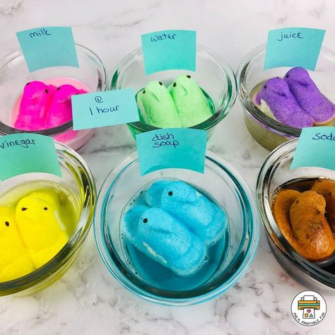 Dissolving Peeps - Pre-K Printable Fun 4th Grade Science Experiments, 4th Grade Science Lessons, Peeps Science Experiment, Spring Science Experiments, Discovery Activities, Science Fair Board, Pumpkin Lessons, Peeps Recipes, Science Fair Projects Boards