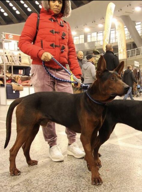 Chinese Red Dog, Laizhou Hong, Gentle Giant Dogs, Rare Dogs, Unique Dog Breeds, Red Mountain, Scary Dogs, Dog Business, Working Dog