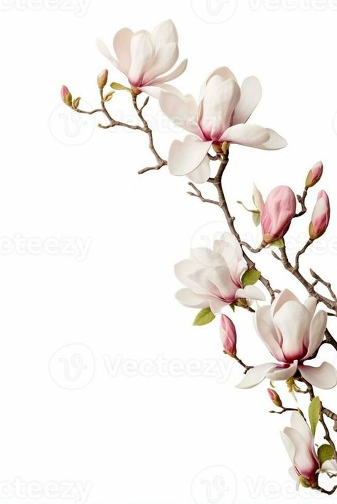 AI Generative Branch of pink magnolia flowers isolated on the white Magnolia Drawing, Japanese Magnolia, Magnolia Branch, Pink Magnolia, 3d Vector, Magnolia Flowers, Wall Diy, Magnolia Flower, Reference Photos