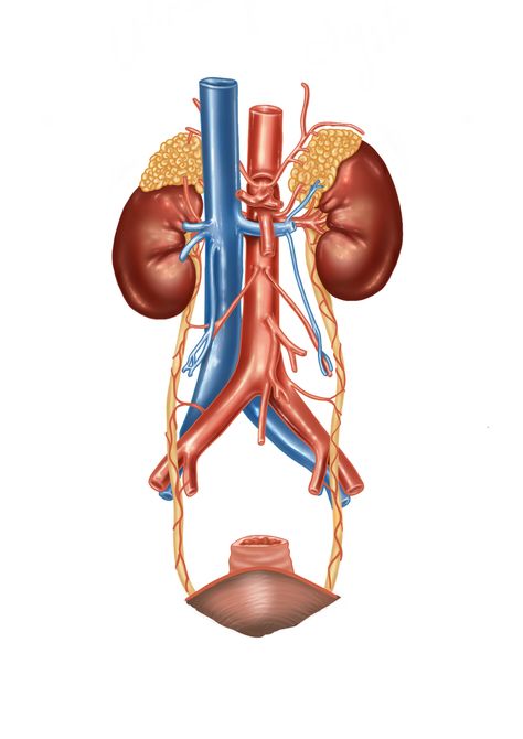 Ureters Anatomy, Urinary System Drawing, Urinary System Anatomy, Study Stickers, The Urinary System, Excretory System, Medical Stickers, Human Body Organs, Urinary System