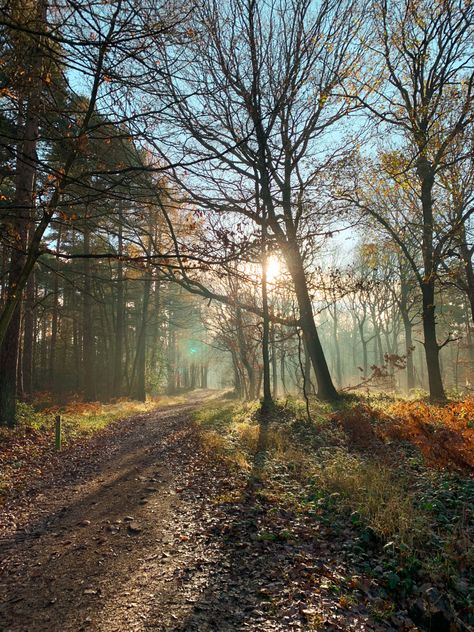 Magical woodland Woodland Photography, Land Ideas, Woodland Adventure, Monster Board, Zoo Ideas, Sunset Canvas Painting, Magical Woodland, Woodland Walk, Forest Aesthetic