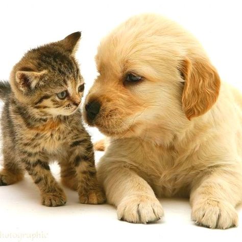 Puppy And Kitten, Puppies Pictures, Cat And Dog Videos, Adorable Kittens, Tabby Kitten, Cute Animals Puppies, Dog Brain, Cute Little Kittens, Puppy Photos