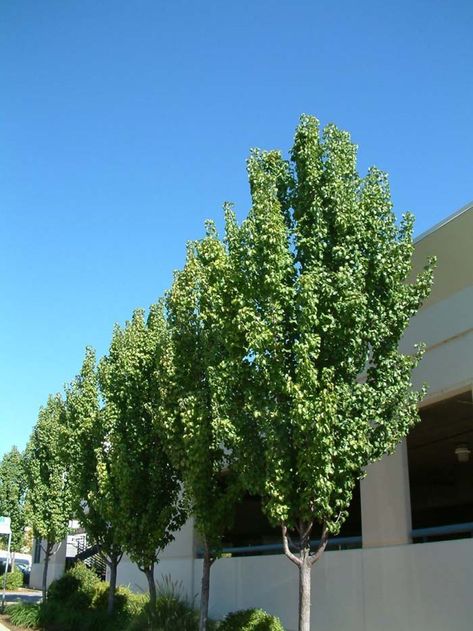 Plant photo of: Pyrus calleryana 'Capital' Trees For Fence Line, Ornamental Pear Tree, Pyrus Calleryana, Screening Plants, Feature Tree, Privacy Wall, Backyard Area, Street Trees, Backyard Privacy