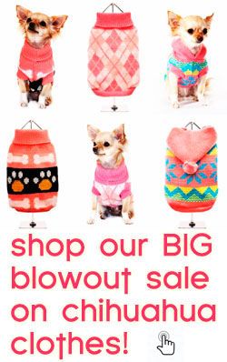 shop our big sale on chihuahua clothes! click here! Teacup Chihuahua Clothes, Clothes For Chihuahuas, Glut Workout, Pig Treats, Apple Head Chihuahua, Blue Chihuahua, Chihuahua Sweater, Chihuahua Breeds, Chihuahua Owner