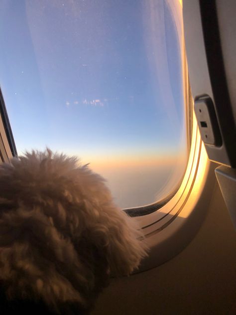 #prince #dogs #servicedogs #travel Dog On Airplane, Traveling With Dog On Plane, Dog On Plane, Dogs On Planes, Vision Board2025, 2025 Mood, Get Engaged, Dog Travel, Close Friends