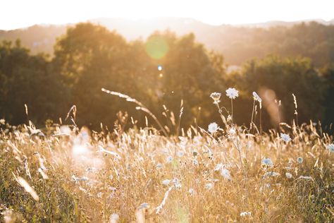 meadow Golden Hour Photography, Golden Goddess, Focus Photography, Photos Hd, The Meadows, Flower Field, Golden Hour, Christmas Spirit, Cover Photos