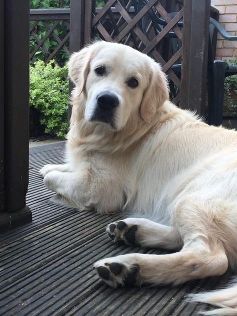 Beautiful cream-colored golden retriever! Irish Cream Golden Retriever, Golden Retriever Light Color, Golden Retriever Cream, Cream Labrador, Golden Retriever Colors, Photoshopped Animals, English Cream Golden Retriever, English Golden Retrievers, Golden Ret