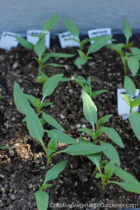 pepper seedlings how to start successfully Pepper Seedlings, Starting Seeds, Orange Peppers, Pepper Plants, Pepper Seeds, Stuffed Poblano Peppers, Home Vegetable Garden, Replant, Seed Starting