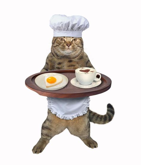 Coffee Stock, Cat Background, Image Chat, Silly Cats Pictures, Cat Icon, Silly Animals, Silly Cats, Fried Egg, 귀여운 동물