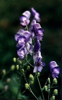 Aconite Flower, Arcana Aesthetic, Man From Toronto, Aconitum Napellus, Common Garden Plants, Deadly Nightshade, Wiccan Crafts, Poisonous Plants, Boat Trip