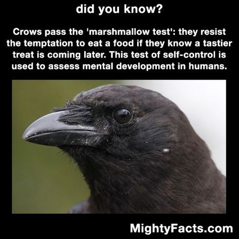 Crow Facts, Marshmallow Test, Crows Ravens, Smarty Pants, Animal Facts, Animal Totems, The More You Know, Ravens, Interesting Facts