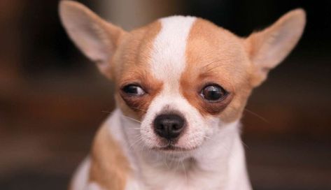 Types Of Chihuahua, Chihuahua Breeds, Akc Breeds, Most Popular Dog Breeds, Chihuahua Love, Terrier Puppy, Popular Dog, Life Expectancy, Chihuahua Dogs