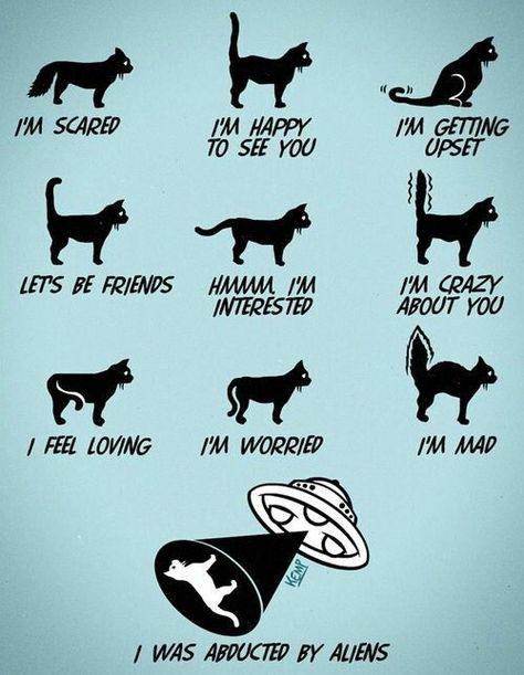 Cat Tail Meaning, Mean Cat, Cat Whisperer, Cat Ages, Cat Language, Cat Body, Cat Care Tips, Cat Tail, Cat Behavior