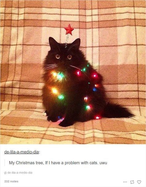 10+ Hilarious Christmas Posts That Are Impossible Not To Laugh At Chat Kawaii, Söt Katt, Cat Aesthetic, Kitty Cats, Silly Cats, Cute Animal Drawings, Pretty Cats, Christmas Animals, Exotic Pets