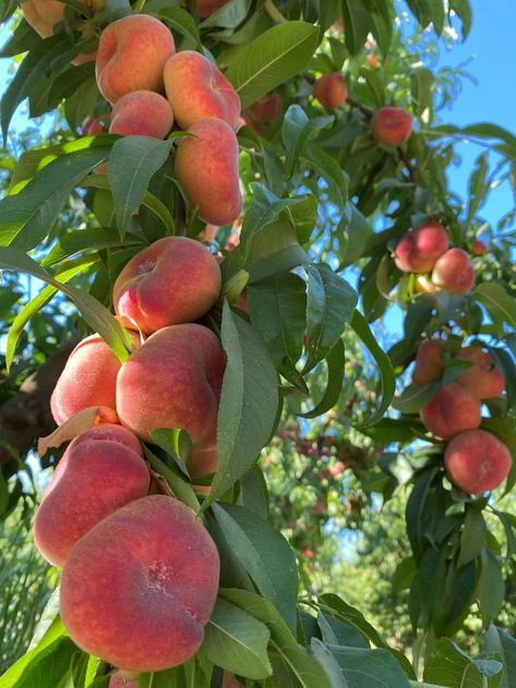 Donut Peaches 06/262021 Nectarine Fruit, Donut Peach, Peach Trees, Fruit Plants, Fruit Drinks, Fruit Garden, Edible Garden, Fruit Trees, Peaches