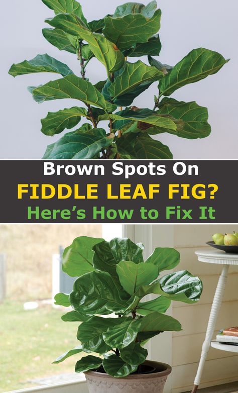 Large Fiddle Leaf Tree Living Room, Ficus Tree Indoor, Homemade Plant Food, Fiddle Fig Tree, Fiddle Leaf Tree, Large Indoor Plants, Tree Planters, Fig Plant, Indoor Tree