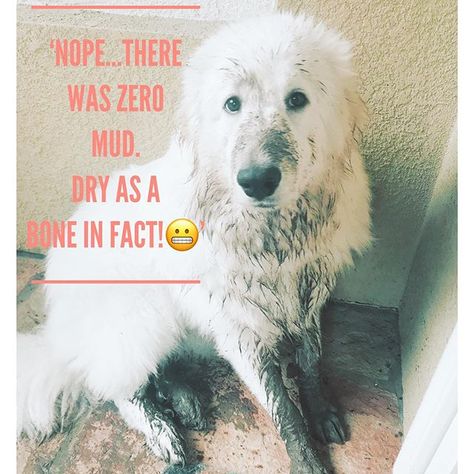 14 Things You Didn’t Know About Great Pyrenees | Page 2 of 3 | PetPress Great Pyrenees Quotes, Great Pyrenees Funny, Pets Wallpaper, Pyrenees Puppies, Great Pyrenees Puppy, Pyrenees Dog, Great Pyrenees Dog, Facebook Quotes, Dog Essentials