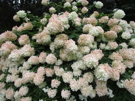 PeeGee Hydrangeas – Care Of PeeGee Hydrangea Plants Pink Diamond Hydrangea, Hydrangea Paniculata Grandiflora, Pee Gee Hydrangea, Hydrangea Tree, Hydrangea Shrub, Hydrangea Varieties, Panicle Hydrangea, Limelight Hydrangea, Hydrangea Care