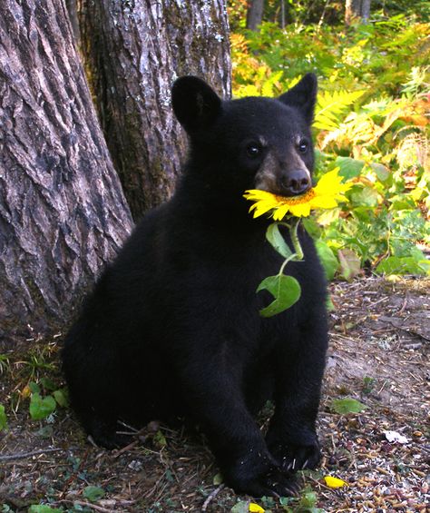 Adorable Lucky the Black Bear.    North American Bear Center Black Bear Cub, Bear Pictures, Bear Cubs, Cute Animal Pictures, Sweet Animals, Animal Planet, Animal Photo, Black Bear, Cute Bears