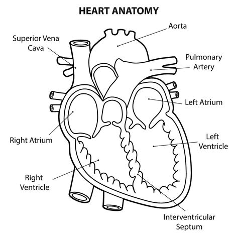 The heart is a powerful pump. It has separate parts for pumping and preventing backflow. What are the parts that make up a human heart? Let's explore. Human Heart Diagram, Heart Diagram, Neck Exercises, Diet Drinks, Learning Techniques, Human Heart, Lungs, Did You Know, Diet