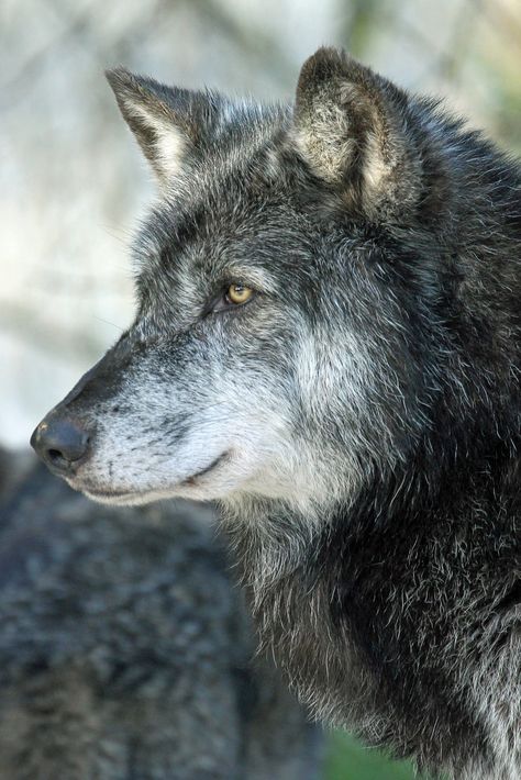 Timber Wolf Old Wolf, Australian Shepherd Red Tri, Black Wolves, Wolf Pups, Wolf Den, Wolf Husky, Animal Parade, Animal Safari, Wolf Photos