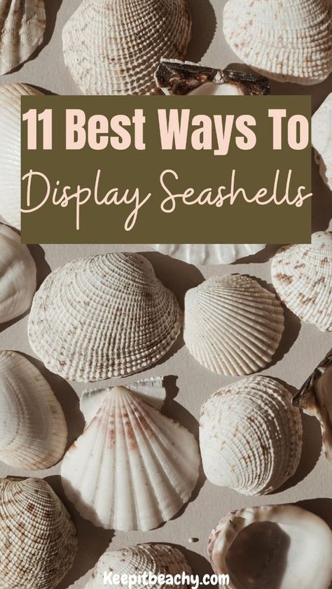 WOW. These seashell display ideas are THE BEST. I am loving the centerpiece ideas and seashell mirror ideas. #seashelldisplay #seashellideas #howtodisplayseashells Ways To Display Seashells, Seashell Display Ideas, Display Seashells, Seashell Centerpieces, Cute Seashell, Seashell Ideas, Large Sea Shells, Seashell Display, Seashell Collection