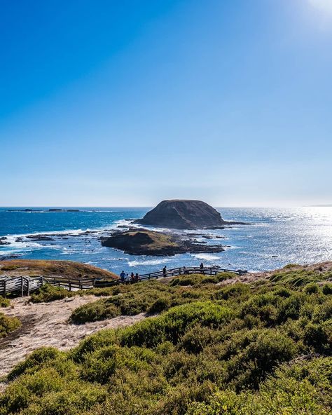 Nature, Phillip Island, Southern Ocean, Curious Creatures, Ocean Views, Victoria Australia, Sea Birds, Countries Of The World, Melbourne Australia