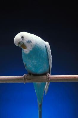 Hanging your parakeet's cage will save floor space and allow it to fit well in most rooms of the house. Some cages come with stands that allow for easy installation while others require light handyman skills. After hanging the cage, add toys and treats to make it homey for your parakeet. Linnie Parakeet, Parakeet Aesthetic, Mustache Parakeet, Parakeet Watercolor, Rainbow Parakeet, Parakeet Playground, Purple Parakeet, Parakeet Wallpaper, Parakeet Crochet