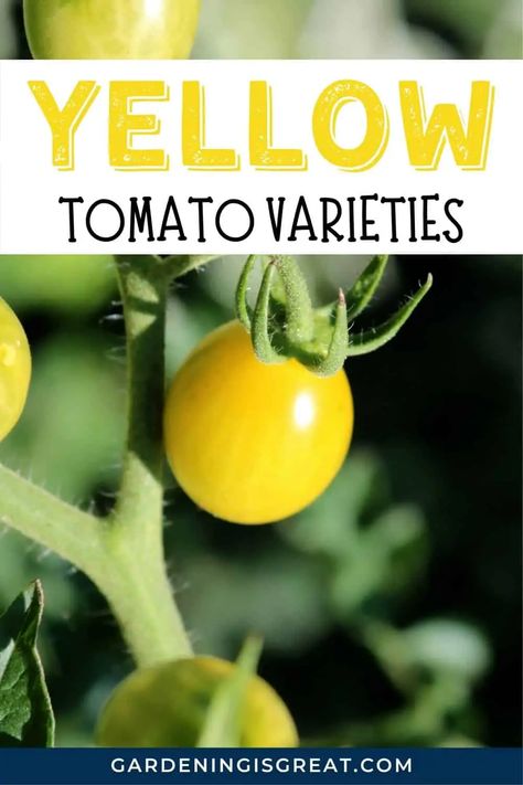 Yellow Tomato Varieties: Tomatoes With Yellow Fruits to Grow | Gardening is Great Yellow Cherry Tomatoes, Fruits To Grow, Yellow Fruits, Cherry Tomato Plant, Tomato Varieties, Growing Organic Tomatoes, Landscaping Projects, Types Of Tomatoes, Yellow Tomatoes